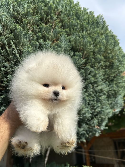 Уникално мини момче