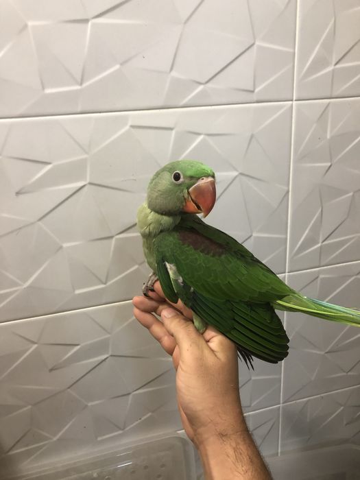 Puiuti blanzi 2025 papagali marele alexandru alexander