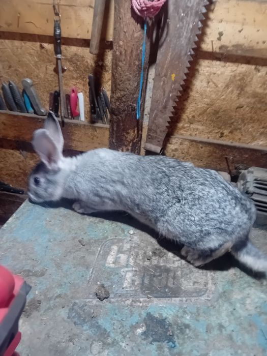 Vand/schimb iepuri diferite rase