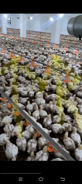 Сурум.   Продам в рассрочку птицеферму или под любое производство