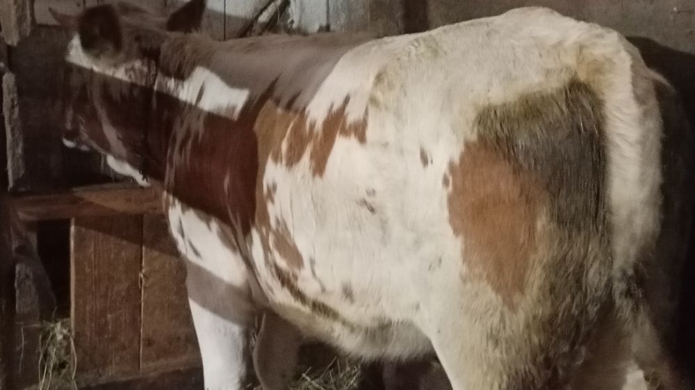 Vând juncă grasă de 1 an jumătate