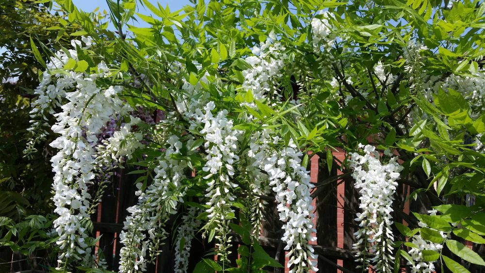 Wisteria alba floribunda 1m 2 ani dupa 15 octombrie