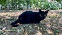 Cici, pisicuta sterilizata pentru adoptie