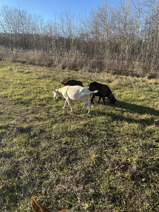 Capre de rasa de vanzare