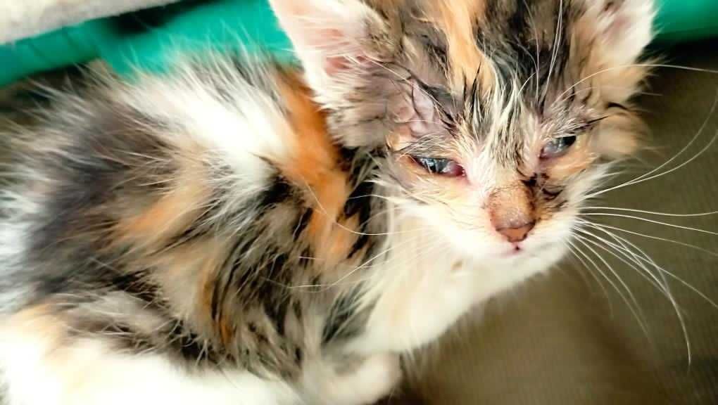 Котята ищут добрых хозяев и домашний уют