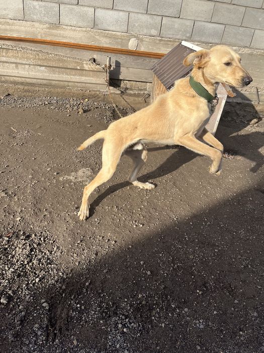 Отдам в добрые руки