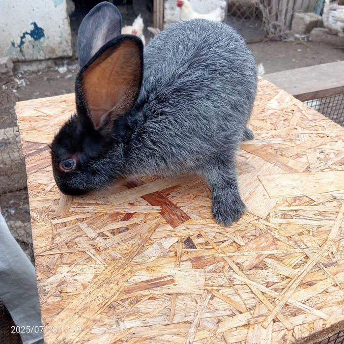 В продаже кролики пород  Серебро 5 месяцев