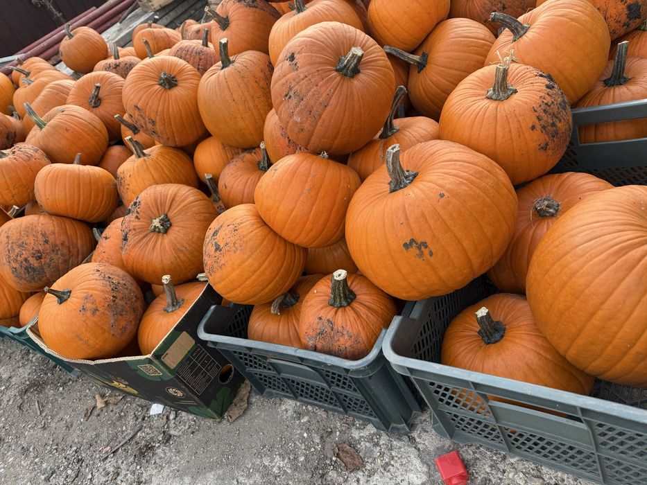 Vând bostani de Halloween