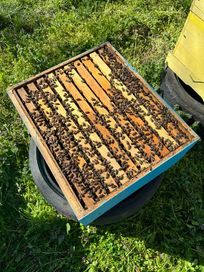 Продавам малки пчелни семейства и отводки