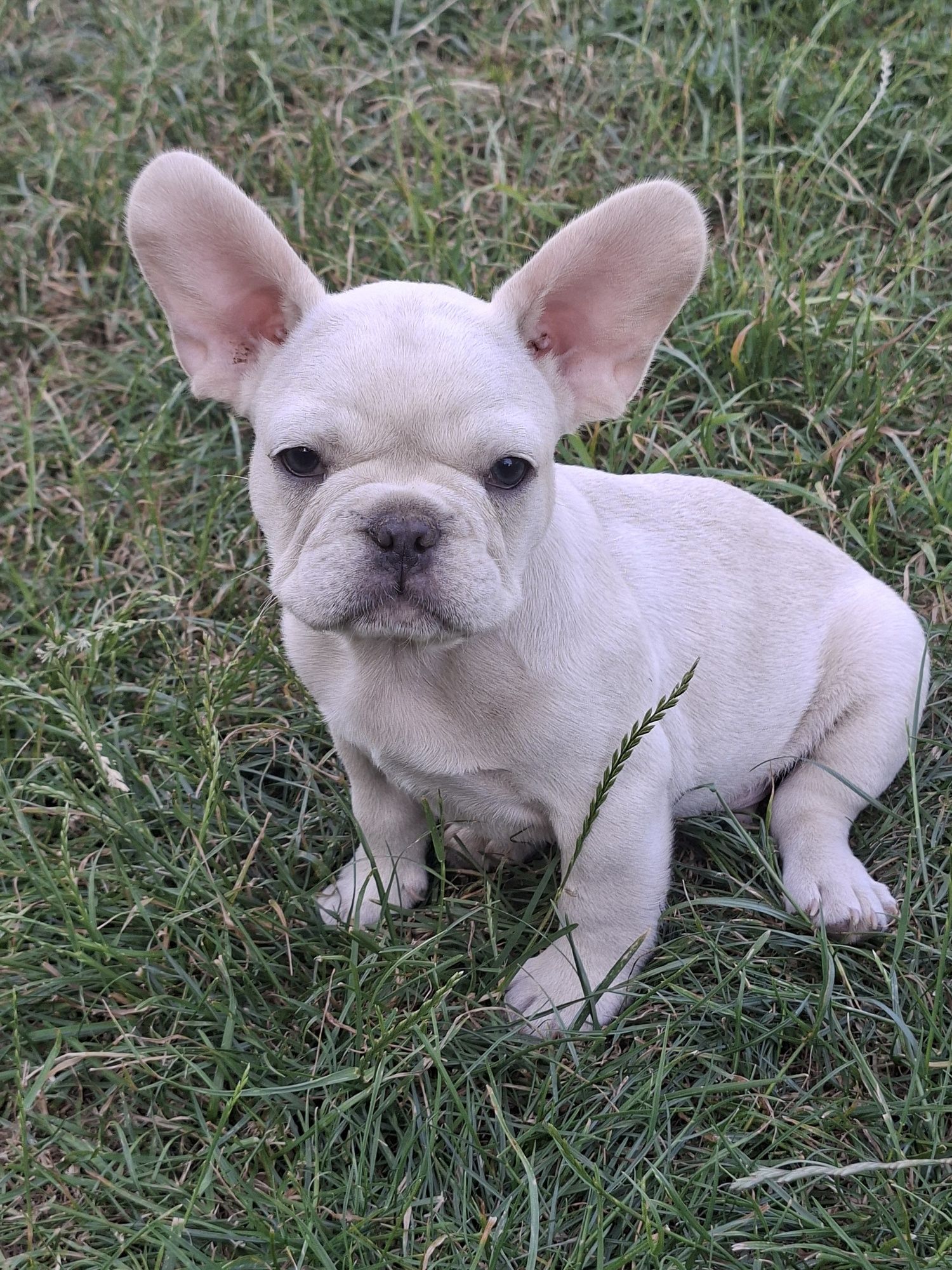 Bulldog Francez mascul