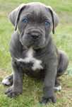 Catelus Metis Cane Corso