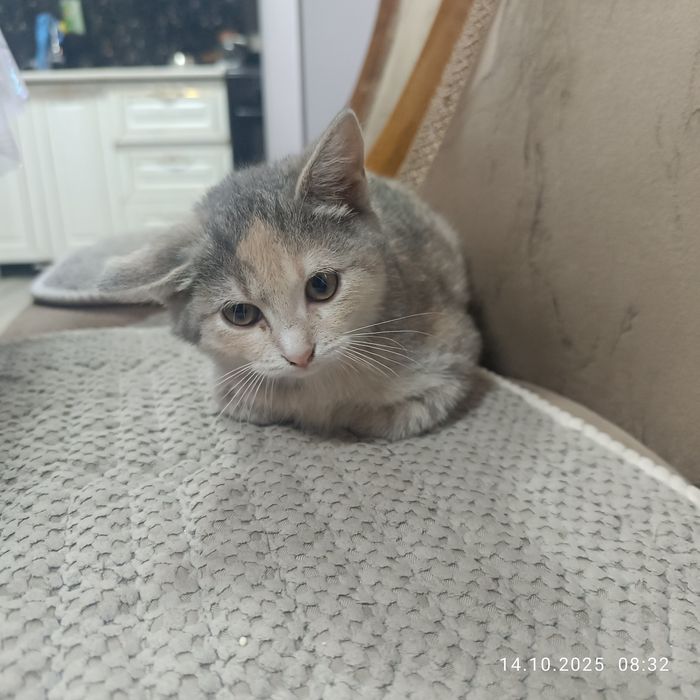 Котята  крысоловы