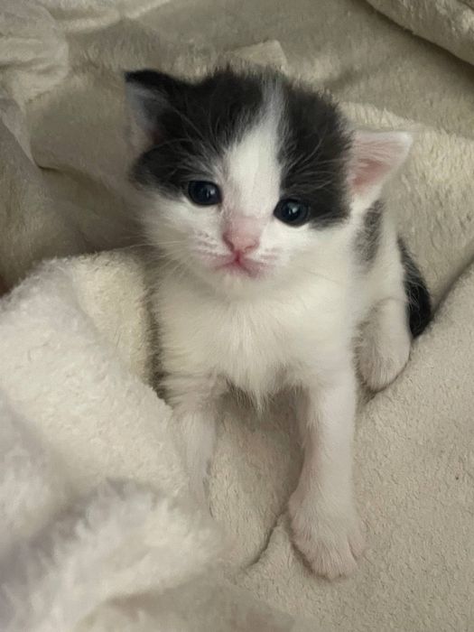 Котенок в добрые руки 2 м сам кушает лоток знает