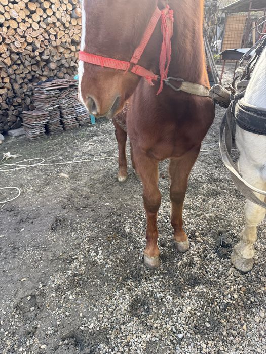 Vand carlana foarte cuminte nu bate nu musca