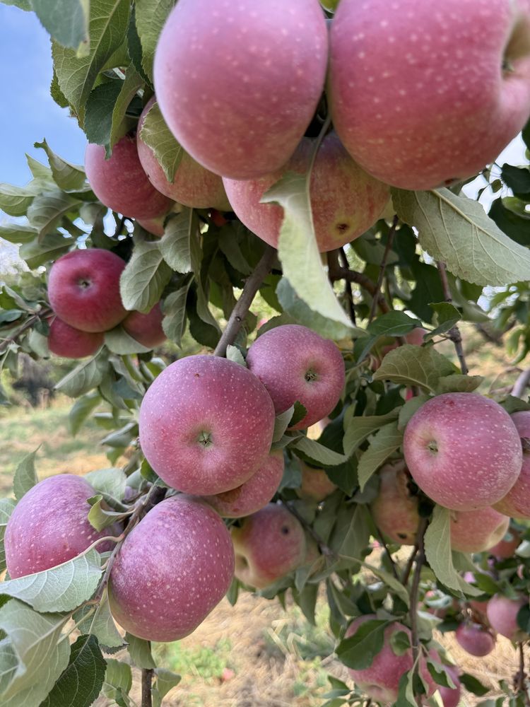 Яблоки Апорт Лимонка