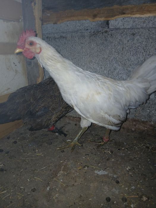 Disponibil cocoș mătase japoneza si pereche de gaini pitice