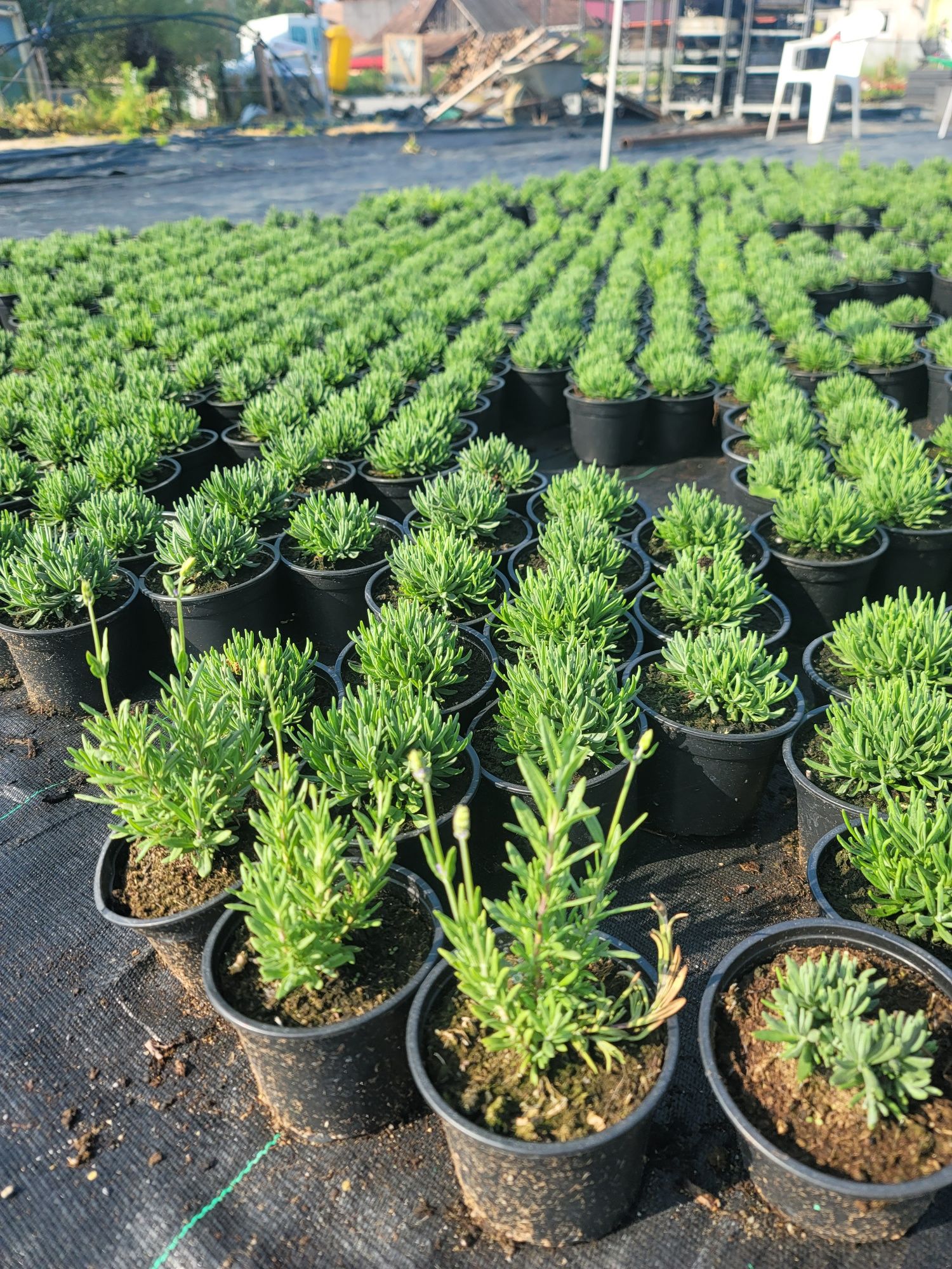 Lavanda lavandula angustifolia