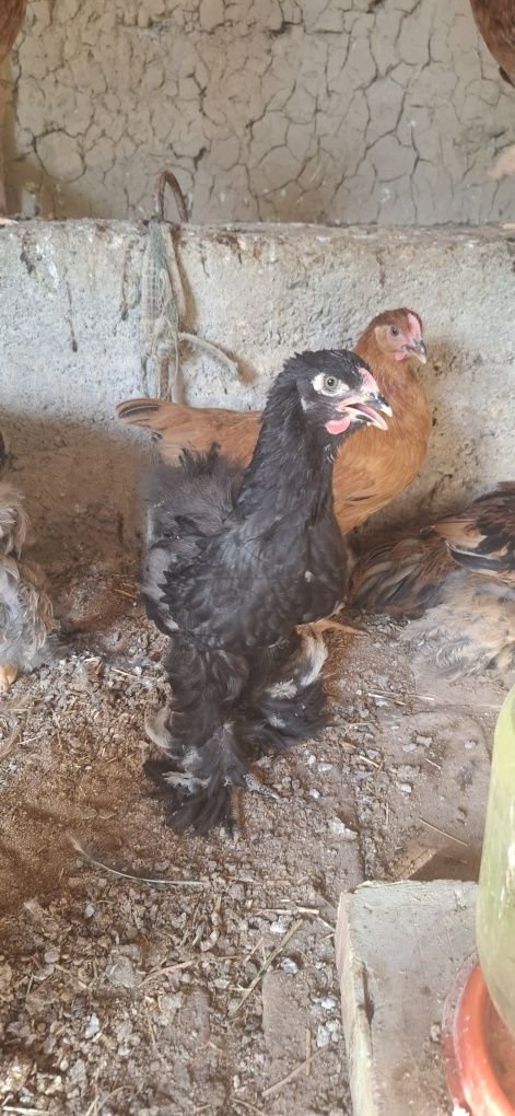 5ta  2 yarimoylik brama jujalri sotiladi