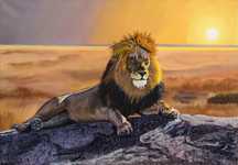 “Leul in Savana”