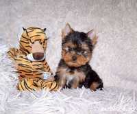 Yorkshire Terrier talie mini de vanzare/transport