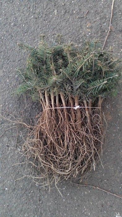 Puieti ornamentali de brad normandian,la super pret!