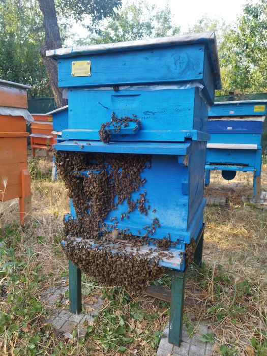 Натурален пчелен мед