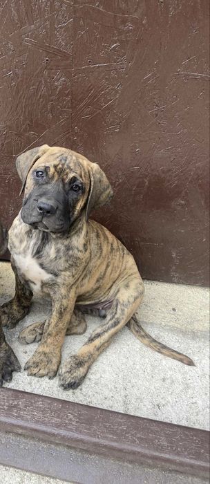 Presa Dogo Canario