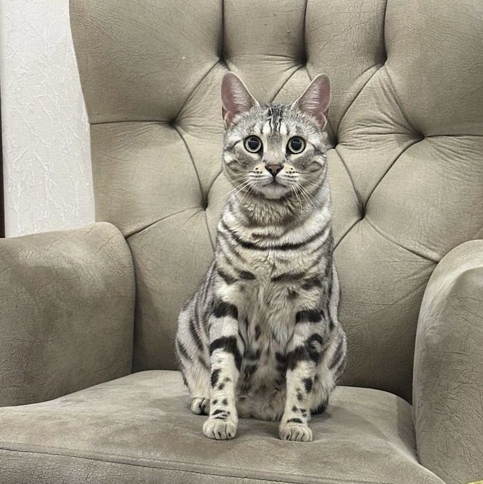 Бенгалская кошка