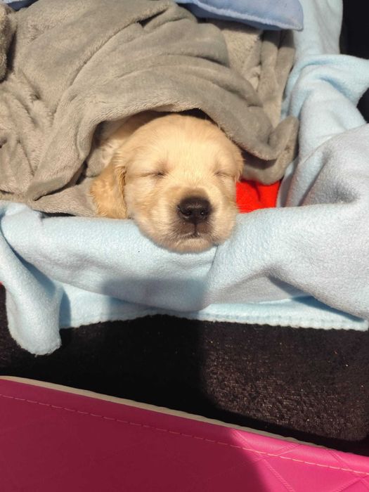 Pui Golden Retriever de vânzare