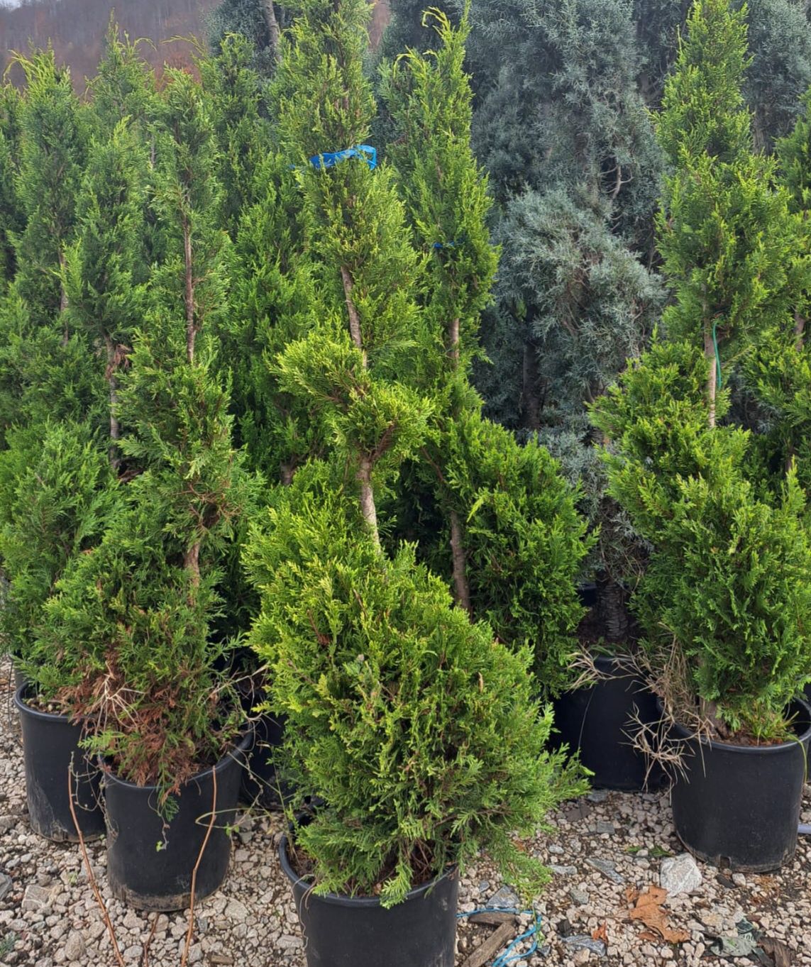 Vând plante ornamentale