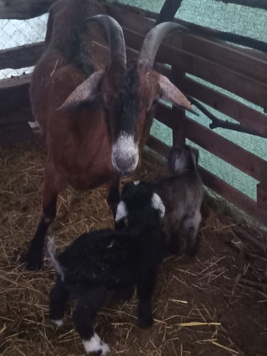 Capre și ieduțe de vânzare!