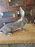 Vând 3 masculi uriaș german Chinchilla în vârstă de 5 luni