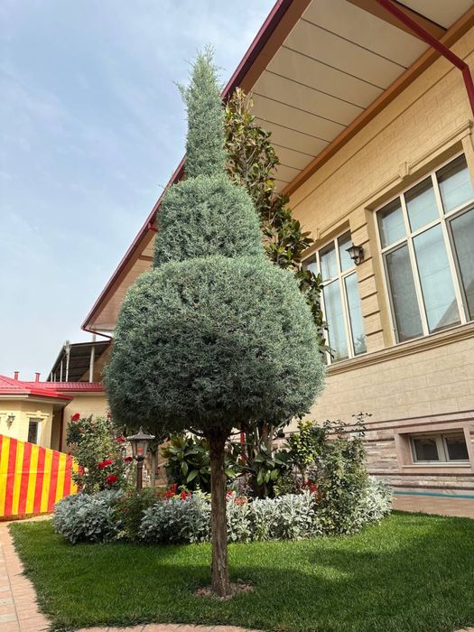 Archani dodasi goluboy yel mognolia cobalt