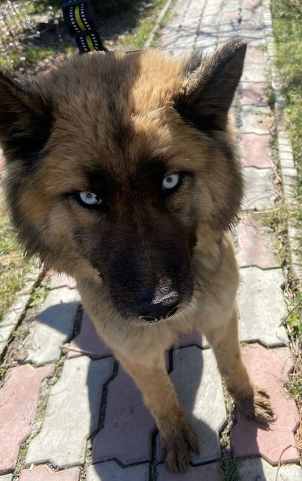 Породистые собачки на пристройство