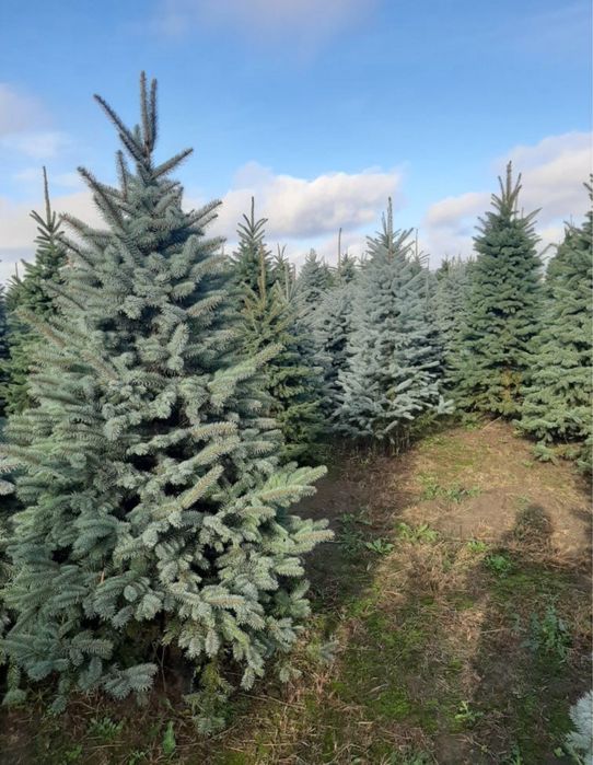 Brazii argintii/verzi,dif inaltimi dif specii de plante