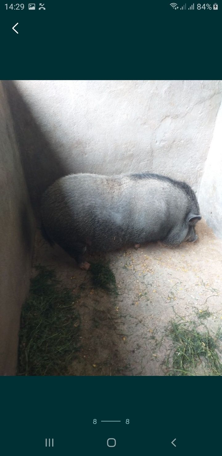 Vand Pui foarte buni!