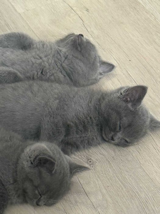 Animale de companie