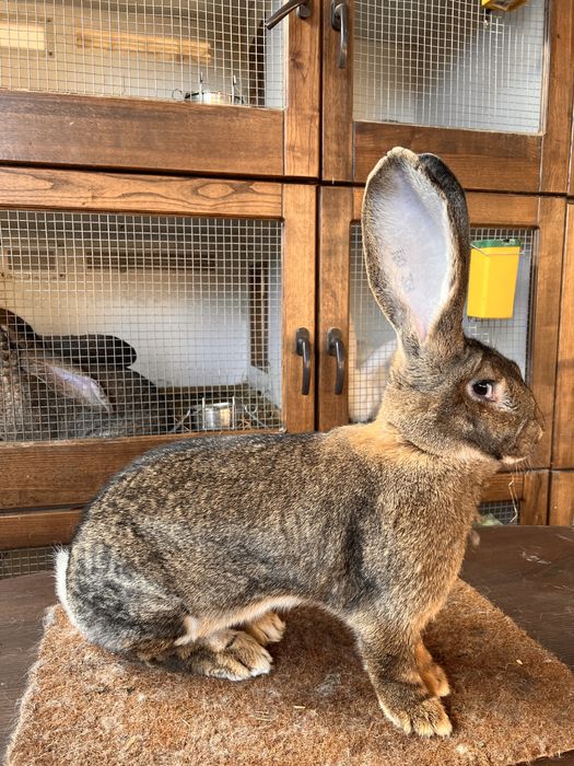 Mascul si Femela Urias German Gri