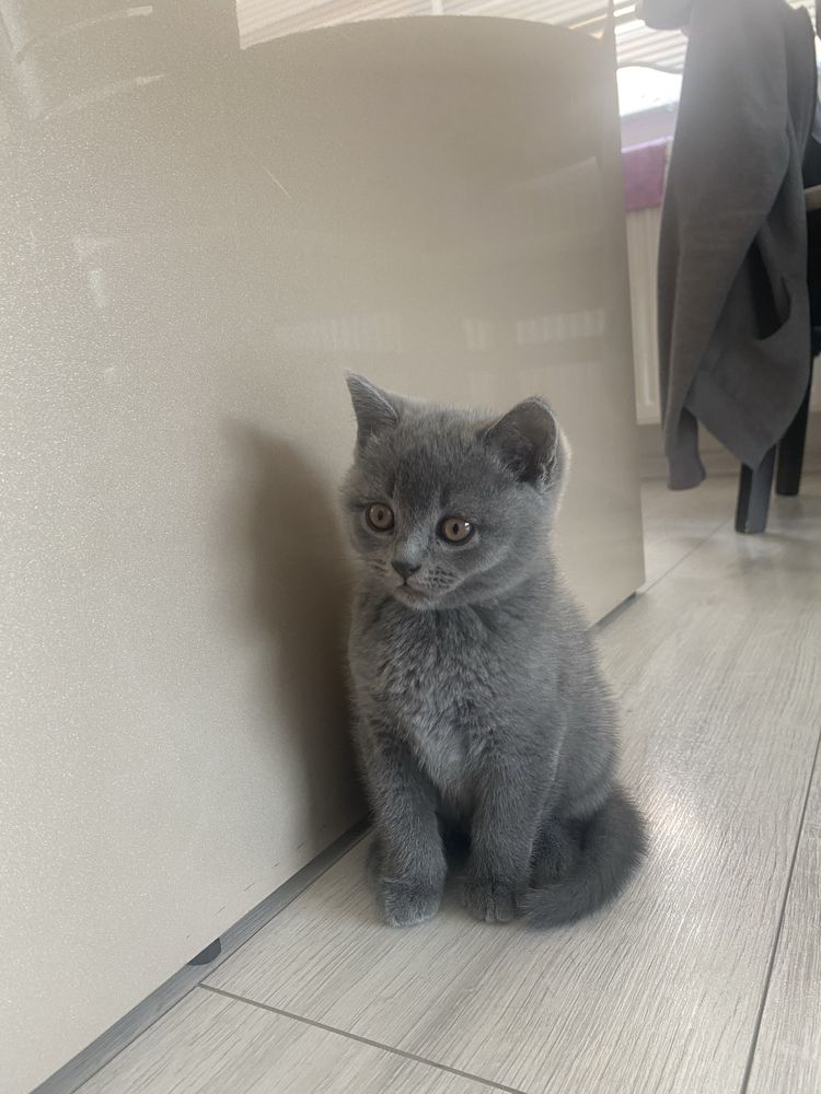 Шотландско котенце