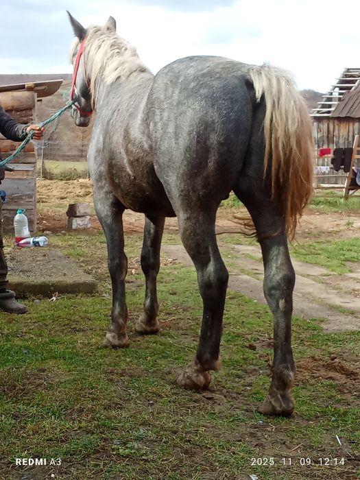De vinzare manza de3  ani