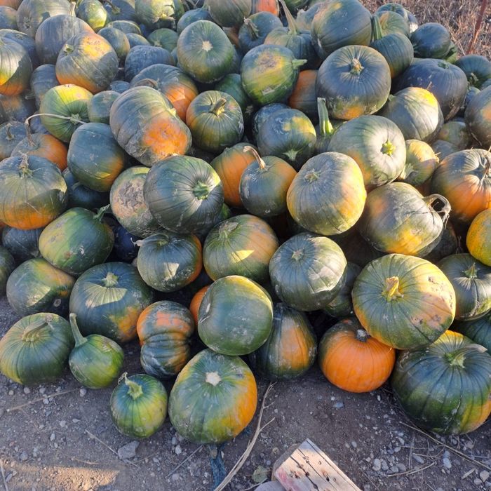 Dovleci de vânzare!