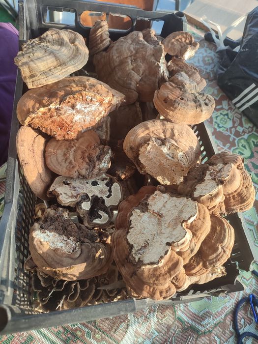 Ganoderma lucidum și aplanatum uscata