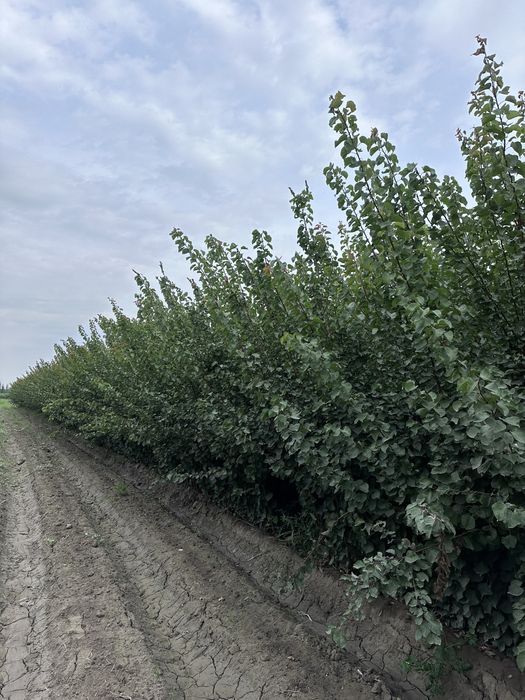 Кучатлар бор Ko’chatlar sotiladi Мевали ва Декотарив