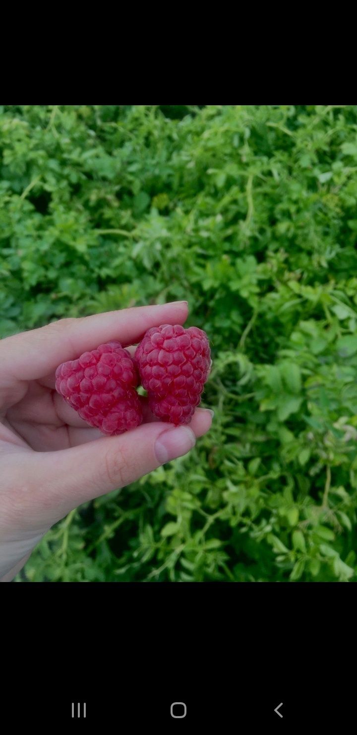 Продам саженцы малины сорт "недосягаемая"