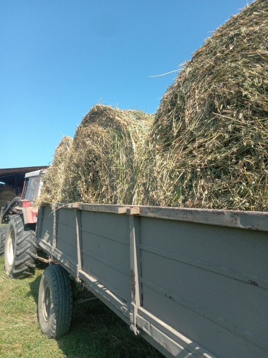 Baloți lucerna coasa 3