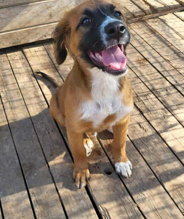 pentru adoptie- Ares isi cauta familia!