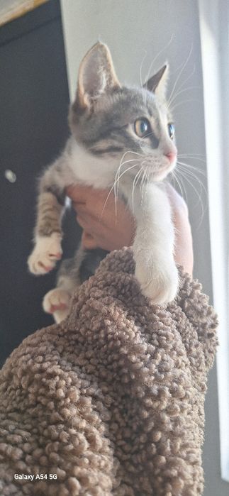 Котята 2 месяца в добрые руки
