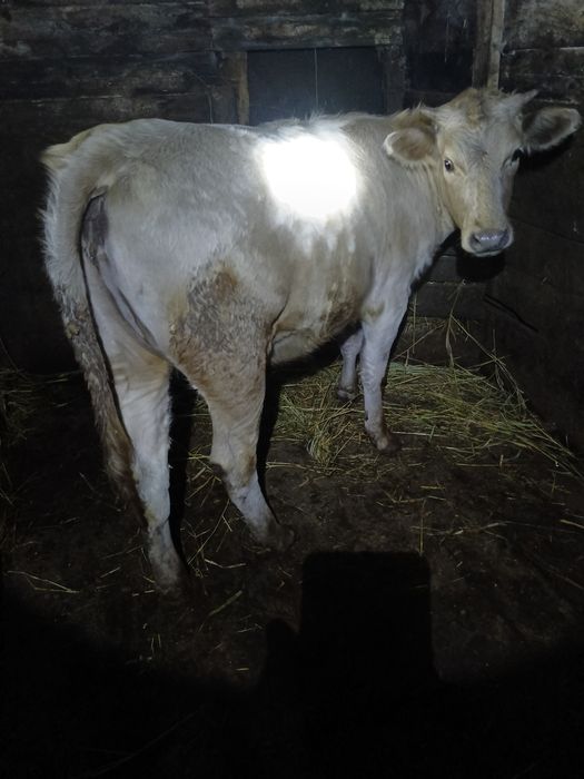 Продам тёлку на мясо