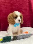 Puiuț de 2 luni  cavalier king charles spaniel