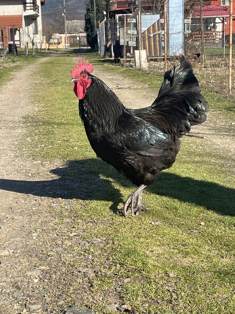 Oua Australorp pentru incubat